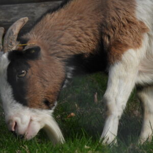 dscn4583.jpg